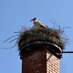 IMG_4387.jpeg